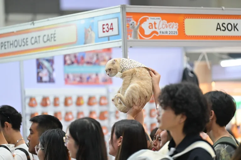 泰国曼谷猫展现场照片1