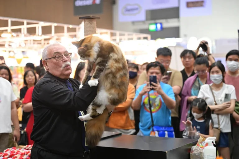 泰国曼谷猫展现场照片2
