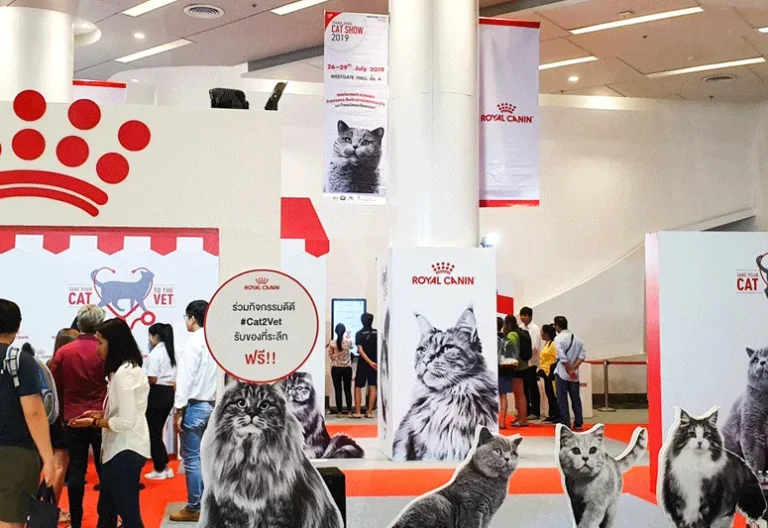 泰国曼谷猫展现场照片3