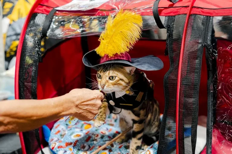 新加坡亚洲猫展现场照片2