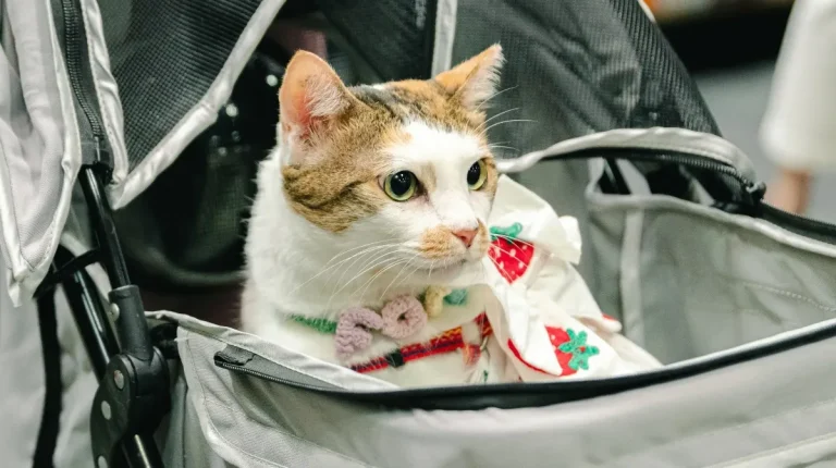 新加坡亚洲猫展现场照片3
